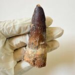 Spinosaurus Predator Tooth – 95 Million-Year-Old Dinosaur Fossil