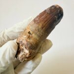 Rare Giant Spinosaurus Tooth – Fossilized Dinosaur Predator from North Africa - Image 2