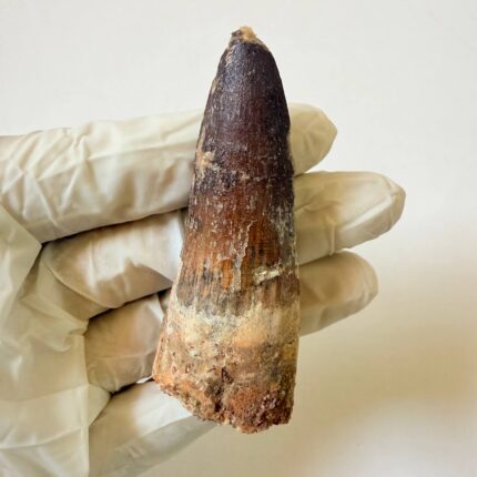 Spinosaurus Predator Tooth – 95 Million-Year-Old Dinosaur Fossil