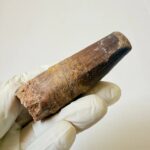 Rare Giant Spinosaurus Tooth – Fossilized Dinosaur Predator from North Africa - Image 3