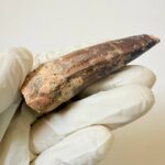 Spinosaurus Predator Tooth – 95 Million-Year-Old Dinosaur Fossil - Image 4