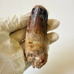Rare Giant Spinosaurus Tooth – Fossilized Dinosaur Predator from North Africa