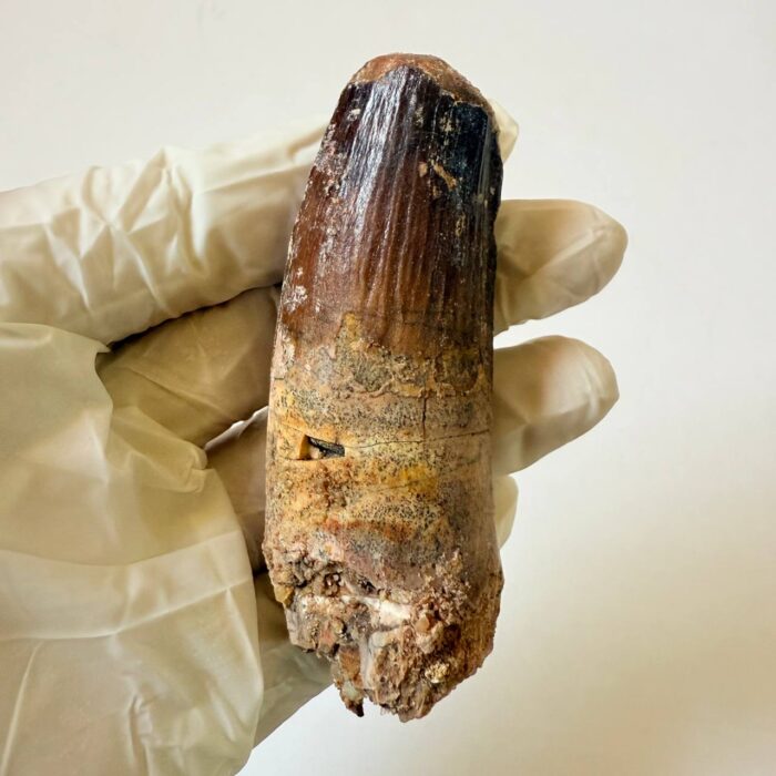 Rare Giant Spinosaurus Tooth – Fossilized Dinosaur Predator from North Africa - Image 1