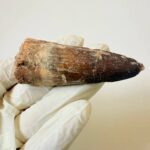 Spinosaurus Predator Tooth – 95 Million-Year-Old Dinosaur Fossil - Image 5