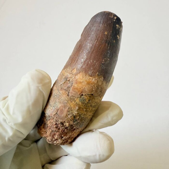 Rare Giant Spinosaurus Tooth – Fossilized Dinosaur Predator from North Africa - Image 5