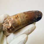 Rare Giant Spinosaurus Tooth – Fossilized Dinosaur Predator from North Africa - Image 6