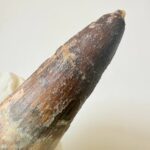 Spinosaurus Predator Tooth – 95 Million-Year-Old Dinosaur Fossil - Image 7