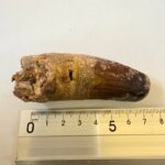 Rare Giant Spinosaurus Tooth – Fossilized Dinosaur Predator from North Africa - Image 7