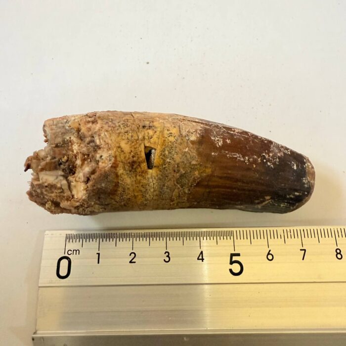 Rare Giant Spinosaurus Tooth – Fossilized Dinosaur Predator from North Africa - Image 7
