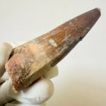 Spinosaurus Predator Tooth – 95 Million-Year-Old Dinosaur Fossil - Image 8