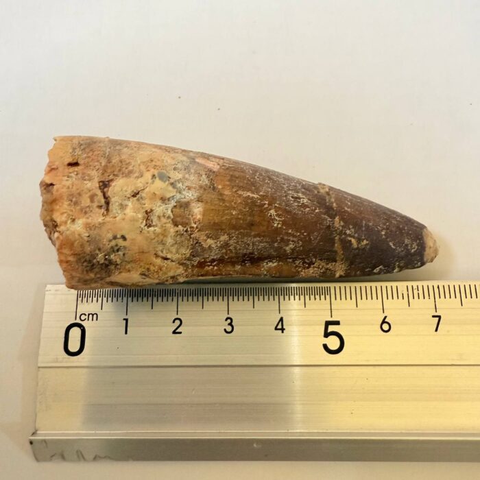 Spinosaurus Predator Tooth – 95 Million-Year-Old Dinosaur Fossil - Image 9
