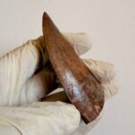 Carcharodontosaurus Dinosaur Tooth Fossil – Rare Late Cretaceous Predator – T. rex Cousin - Image 3