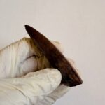 Carcharodontosaurus Dinosaur Tooth Fossil – Rare Late Cretaceous Predator – T. rex Cousin - Image 4