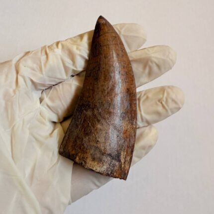 Carcharodontosaurus Dinosaur Tooth Fossil – Rare Late Cretaceous Predator – T. rex Cousin
