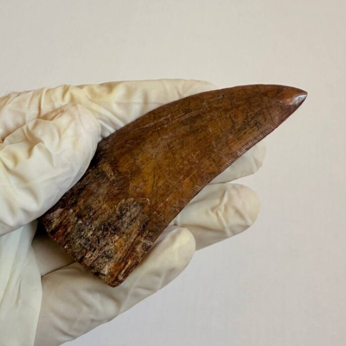 Carcharodontosaurus Dinosaur Tooth Fossil – Rare Late Cretaceous Predator – T. rex Cousin - Image 10