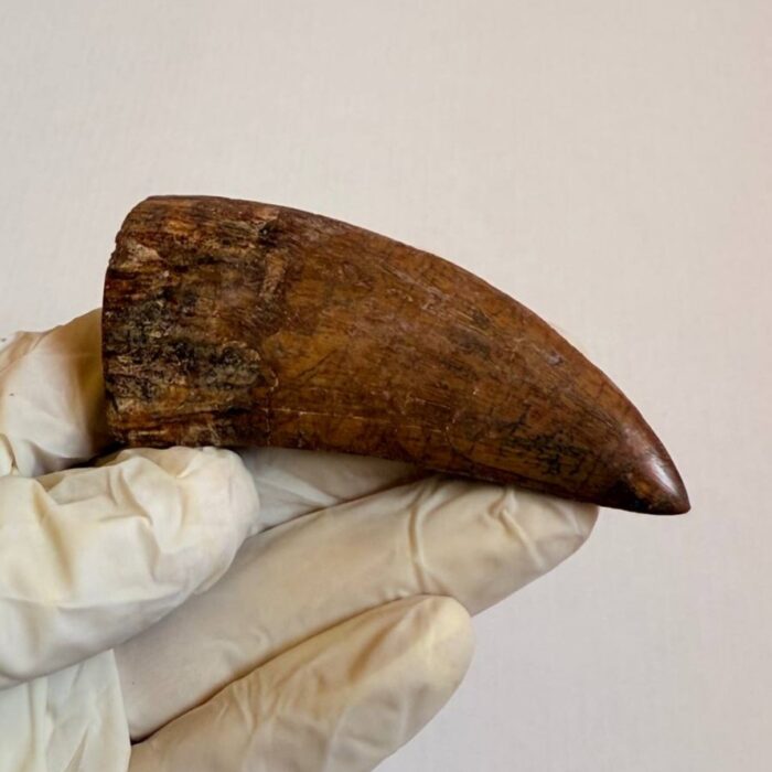 Carcharodontosaurus Dinosaur Tooth Fossil – Rare Late Cretaceous Predator – T. rex Cousin - Image 7
