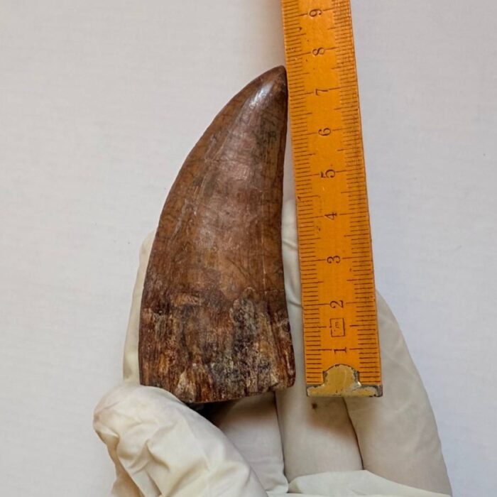 Carcharodontosaurus Dinosaur Tooth Fossil – Rare Late Cretaceous Predator – T. rex Cousin - Image 8
