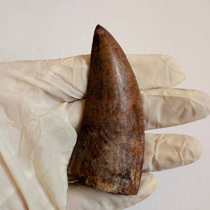 Carcharodontosaurus Dinosaur Tooth Fossil – Rare Late Cretaceous Predator – T. rex Cousin - Image 9