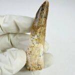 Prehistoric Spinosaurus Tooth – Semi-Aquatic Dinosaur Fossil – Collector’s Specimen - Image 2