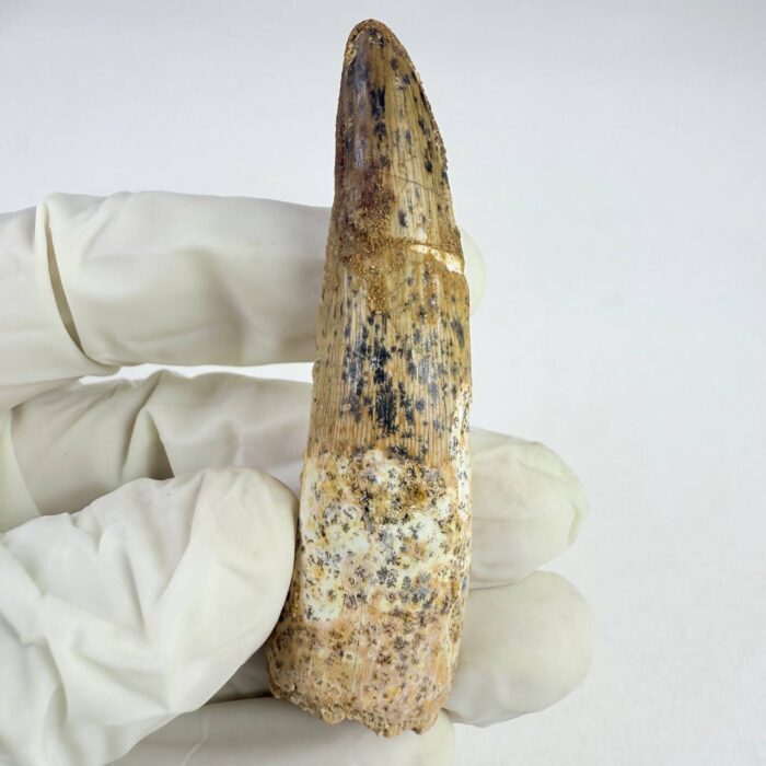 Prehistoric Spinosaurus Tooth – Semi-Aquatic Dinosaur Fossil – Collector’s Specimen - Image 3