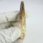 Prehistoric Spinosaurus Tooth – Semi-Aquatic Dinosaur Fossil – Collector’s Specimen - Image 4