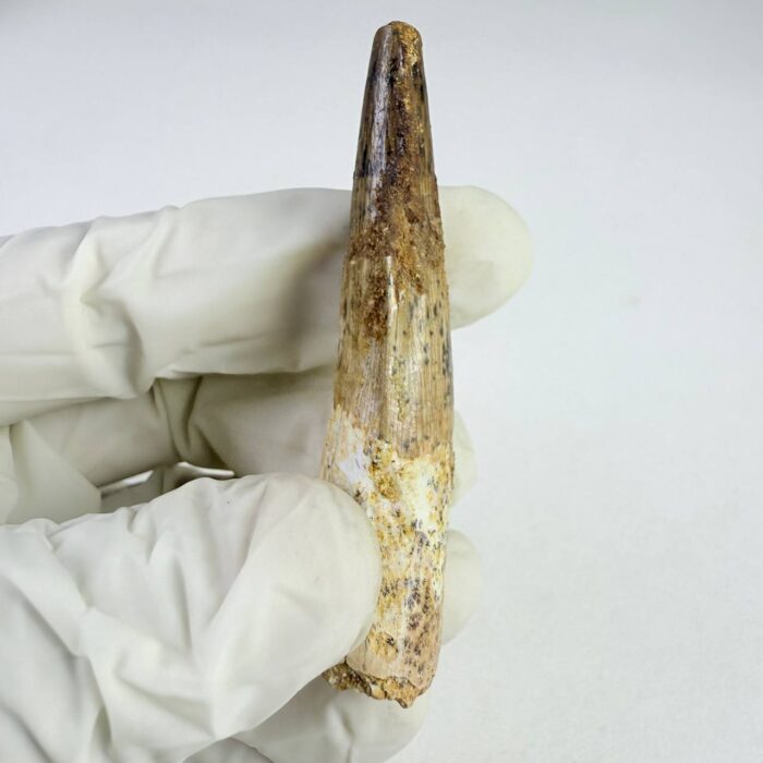 Prehistoric Spinosaurus Tooth – Semi-Aquatic Dinosaur Fossil – Collector’s Specimen - Image 4