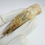 Prehistoric Spinosaurus Tooth – Semi-Aquatic Dinosaur Fossil – Collector’s Specimen - Image 5
