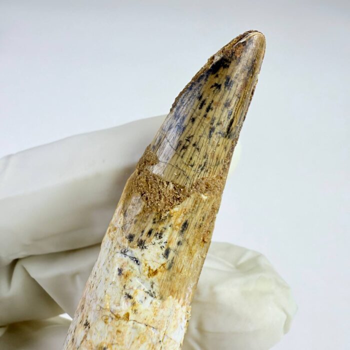 Prehistoric Spinosaurus Tooth – Semi-Aquatic Dinosaur Fossil – Collector’s Specimen - Image 6