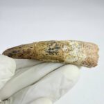 Prehistoric Spinosaurus Tooth – Semi-Aquatic Dinosaur Fossil – Collector’s Specimen