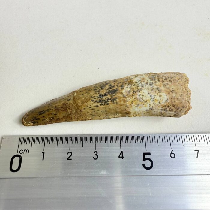 Prehistoric Spinosaurus Tooth – Semi-Aquatic Dinosaur Fossil – Collector’s Specimen - Image 8