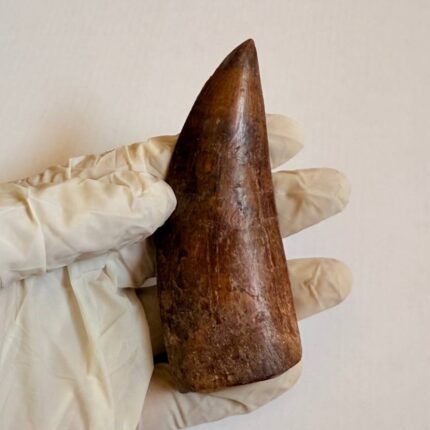 9.5 cm Carcharodontosaurus Tooth Fossil – Large Dinosaur Tooth – Rare Predator Fossil