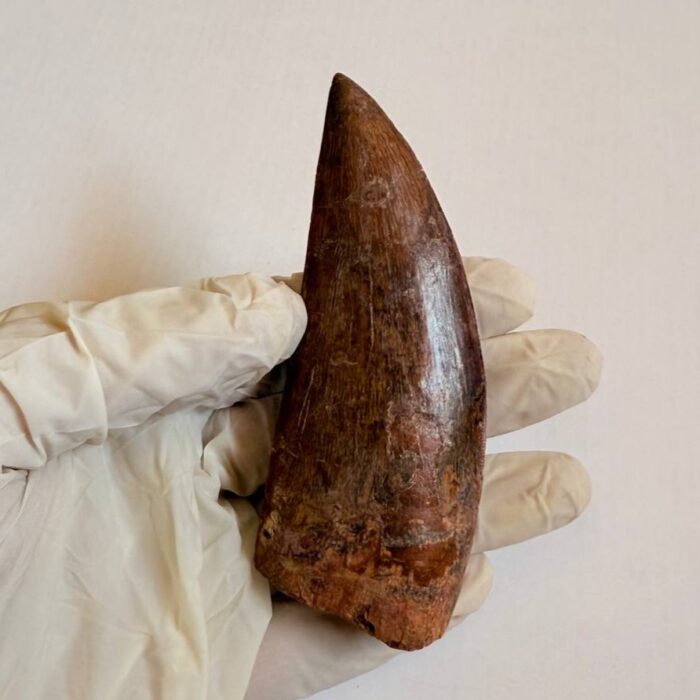 9.5 cm Carcharodontosaurus Tooth Fossil – Large Dinosaur Tooth – Rare Predator Fossil - Image 2