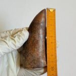 9.5 cm Carcharodontosaurus Tooth Fossil – Large Dinosaur Tooth – Rare Predator Fossil - Image 11