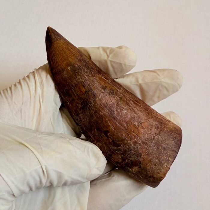9.5 cm Carcharodontosaurus Tooth Fossil – Large Dinosaur Tooth – Rare Predator Fossil - Image 4