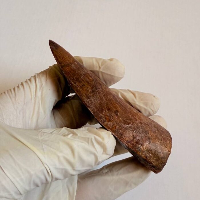 9.5 cm Carcharodontosaurus Tooth Fossil – Large Dinosaur Tooth – Rare Predator Fossil - Image 5