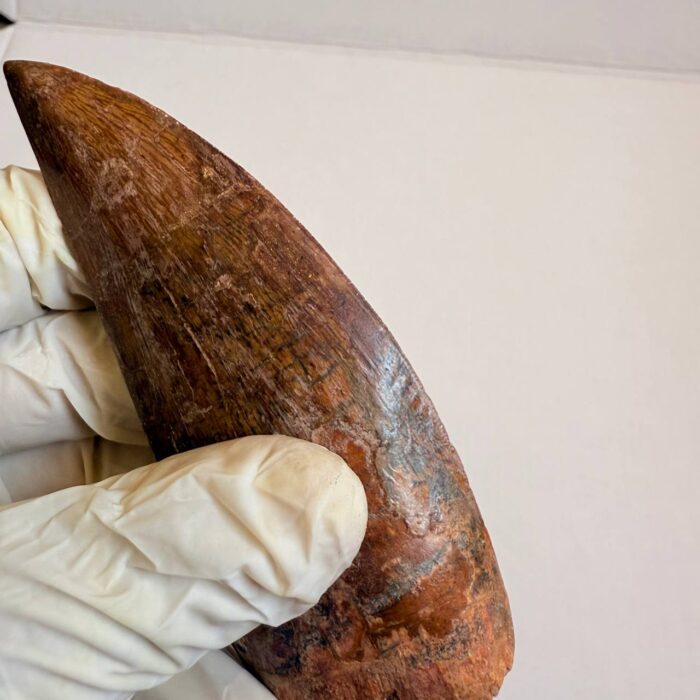 9.5 cm Carcharodontosaurus Tooth Fossil – Large Dinosaur Tooth – Rare Predator Fossil - Image 6