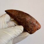 9.5 cm Carcharodontosaurus Tooth Fossil – Large Dinosaur Tooth – Rare Predator Fossil - Image 7