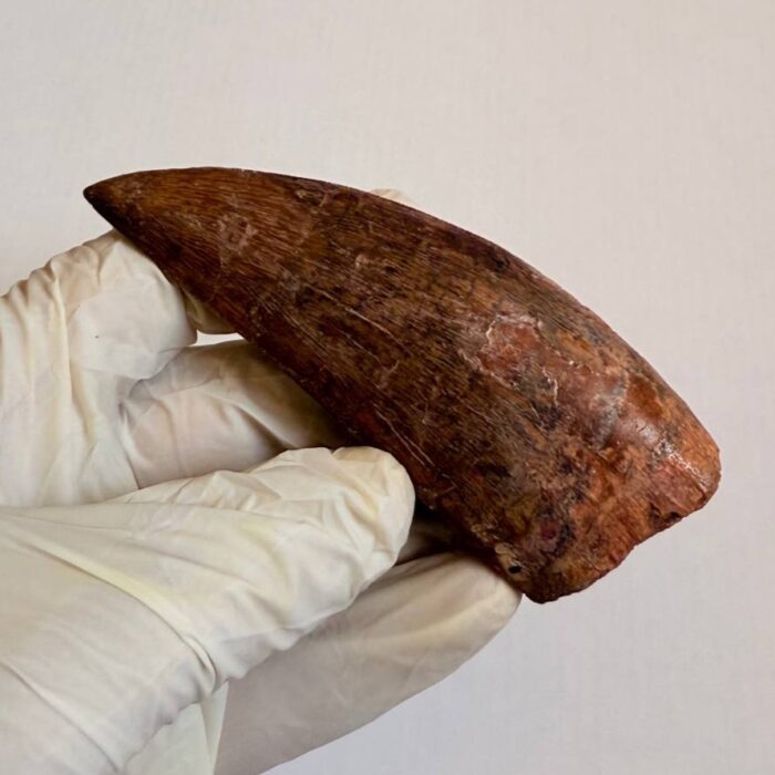 9.5 cm Carcharodontosaurus Tooth Fossil – Large Dinosaur Tooth – Rare Predator Fossil - Image 7