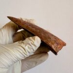9.5 cm Carcharodontosaurus Tooth Fossil – Large Dinosaur Tooth – Rare Predator Fossil - Image 8