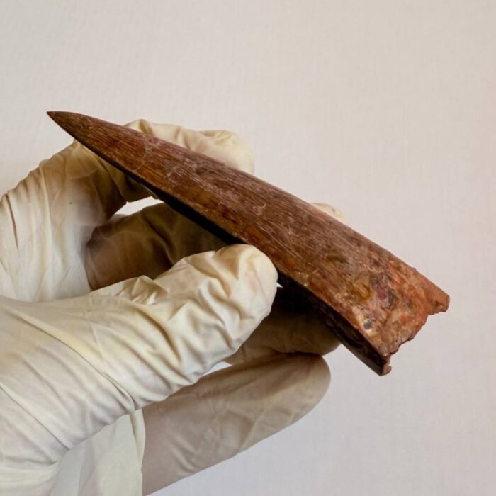 9.5 cm Carcharodontosaurus Tooth Fossil – Large Dinosaur Tooth – Rare Predator Fossil - Image 8