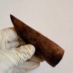 9.5 cm Carcharodontosaurus Tooth Fossil – Large Dinosaur Tooth – Rare Predator Fossil - Image 9