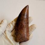 9.5 cm Carcharodontosaurus Tooth Fossil – Large Dinosaur Tooth – Rare Predator Fossil - Image 10