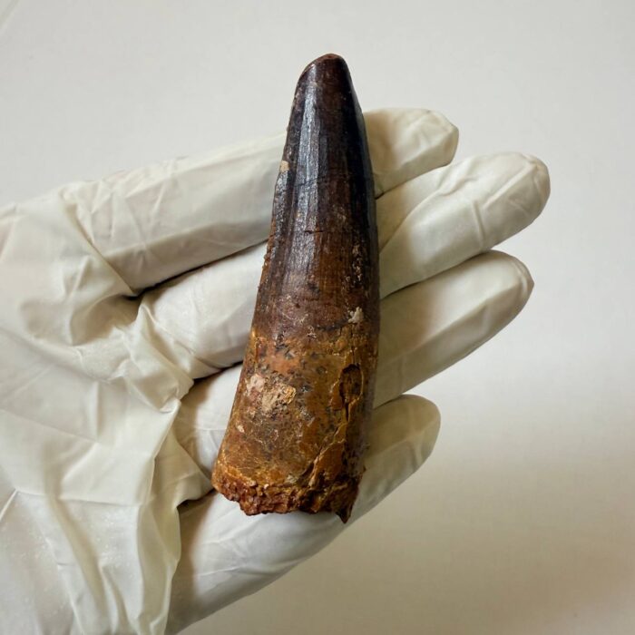 Spinosaurus Predator Tooth – 95 Million-Year-Old Dinosaur Fossil - Image 2