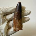 Spinosaurus Predator Tooth – 95 Million-Year-Old Dinosaur Fossil - Image 3