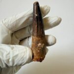 Spinosaurus Predator Tooth – 95 Million-Year-Old Dinosaur Fossil - Image 4