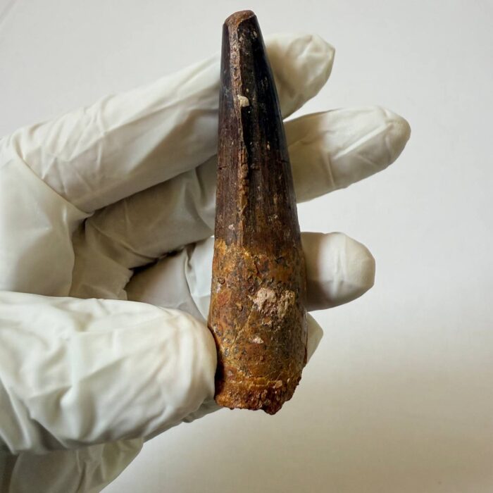 Spinosaurus Predator Tooth – 95 Million-Year-Old Dinosaur Fossil - Image 4