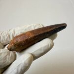 Spinosaurus Predator Tooth – 95 Million-Year-Old Dinosaur Fossil - Image 5
