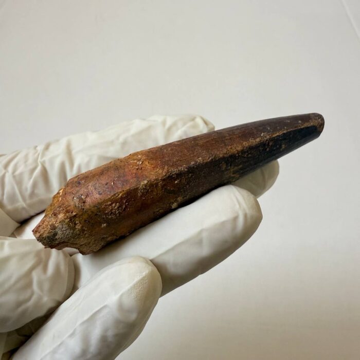 Spinosaurus Predator Tooth – 95 Million-Year-Old Dinosaur Fossil - Image 5