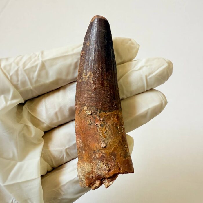 Spinosaurus Predator Tooth – 95 Million-Year-Old Dinosaur Fossil - Image 1