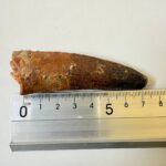 Spinosaurus Predator Tooth – 95 Million-Year-Old Dinosaur Fossil - Image 8